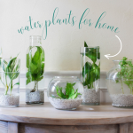 Water Plants for Home