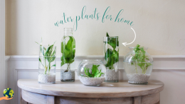 Water Plants for Home