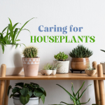 Caring for Houseplants