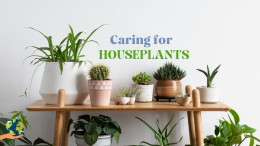 Caring for Houseplants: अपने मरते हुए हाउस प्लांट्स को कैसे बचाएं?