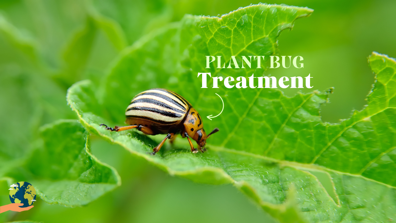 Plant Bugs: घर के पौधों में लग गए हैं कीड़े तो इन घरेलू चीजों से करें दूर